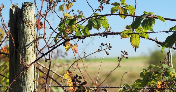 eliminare i rovi col sale