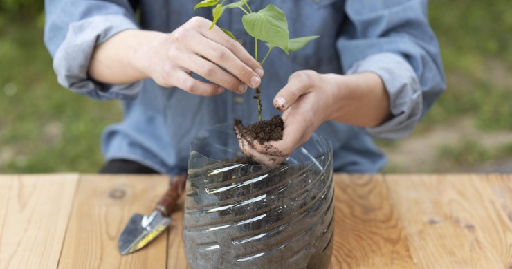 talea rosa bottiglia