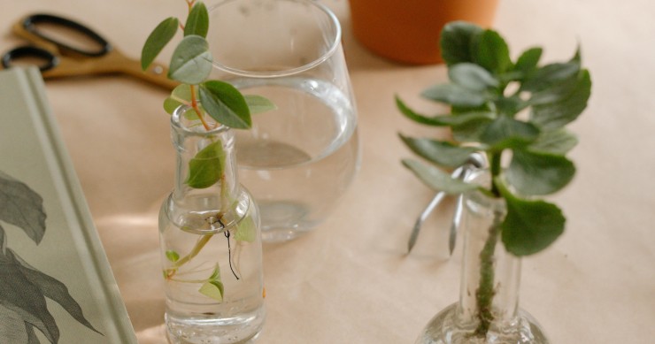 talea ficus elastica