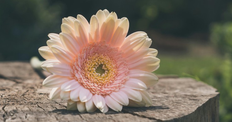 significato gerbera