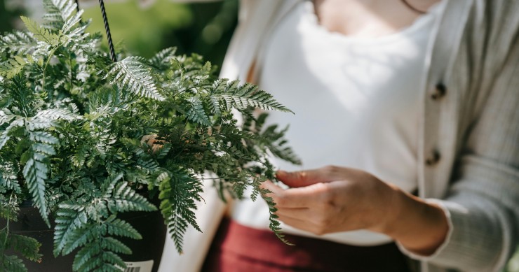 felce interno esterno