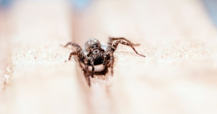 ragno lupo sul braccio