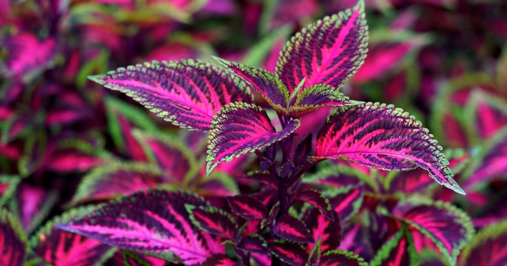 coleus