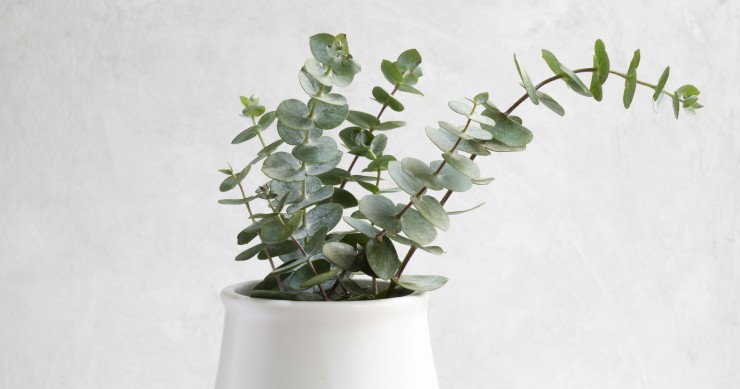 eucalipto in vaso