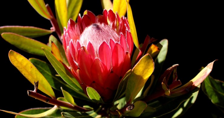 protea