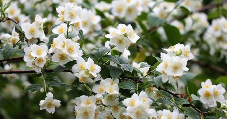 varietà di gelsomini