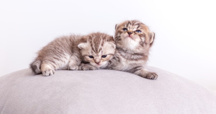 come pulire la cuccia del gatto