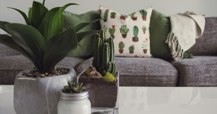 irrigare piante grasse