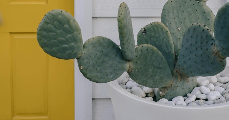 fico d'india in vaso