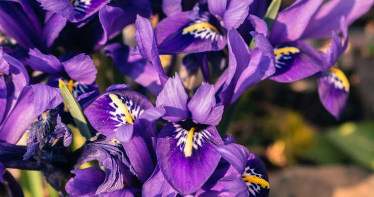 differenza iris giaggiolo