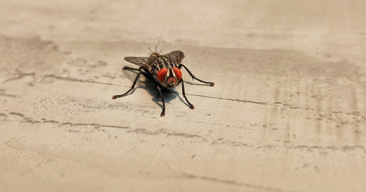 mosca in primo piano