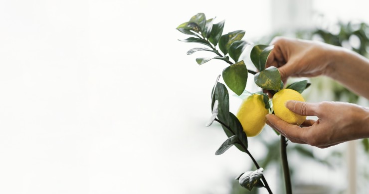 quando piantare il limone in terra