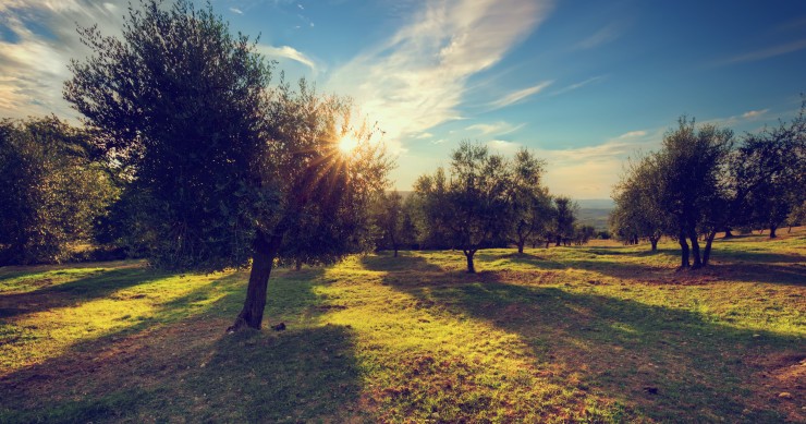 Quando trapiantare l’ulivo da vaso a terra