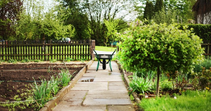 cosa piantare nell'orto a gennaio