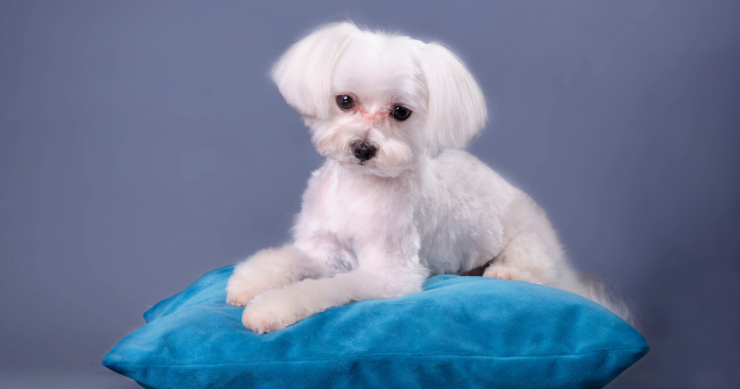 Come pulire la cuccia del cane