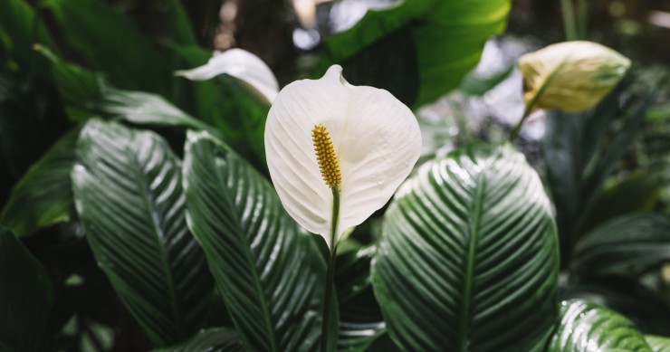 varieta di anthurium