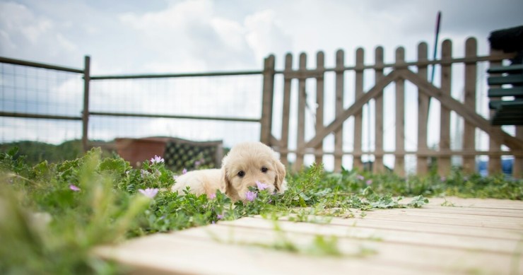 cucciolo di retriever in un canile