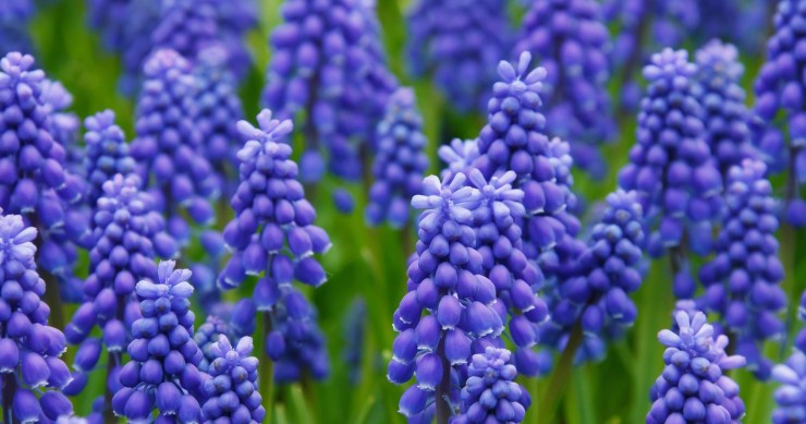 muscari