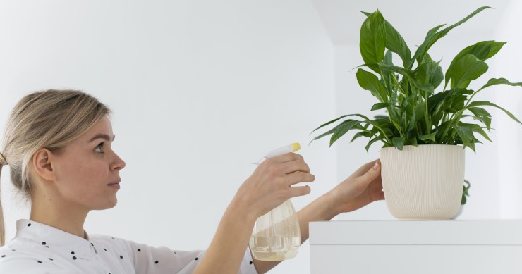 piante da interno che purificano l'aria