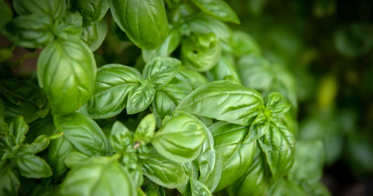 come staccare le foglie di basilico