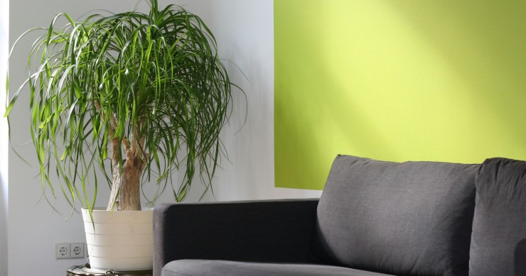 pianta mangiafumo benefici