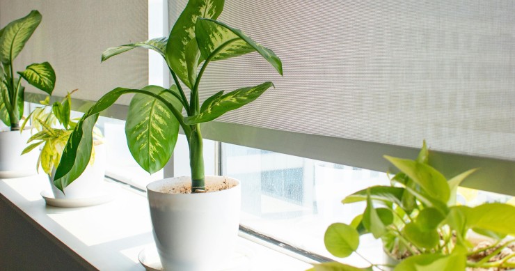 piante che non muoiono mai