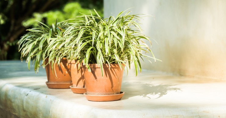 piante cambio di stagione