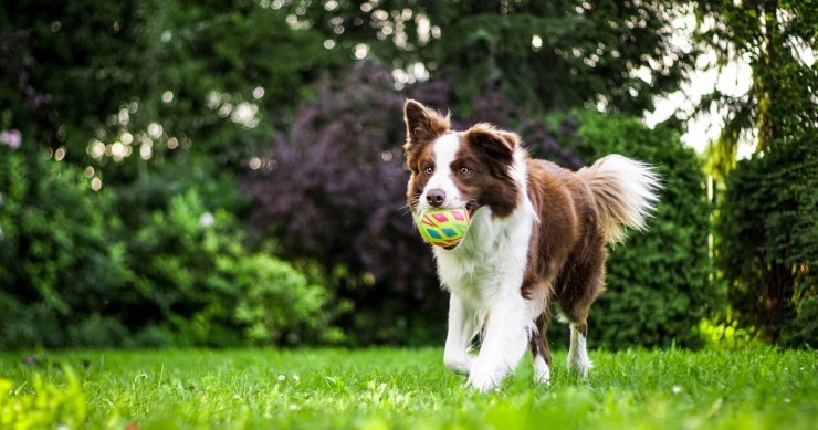 cane che gioca in giardino