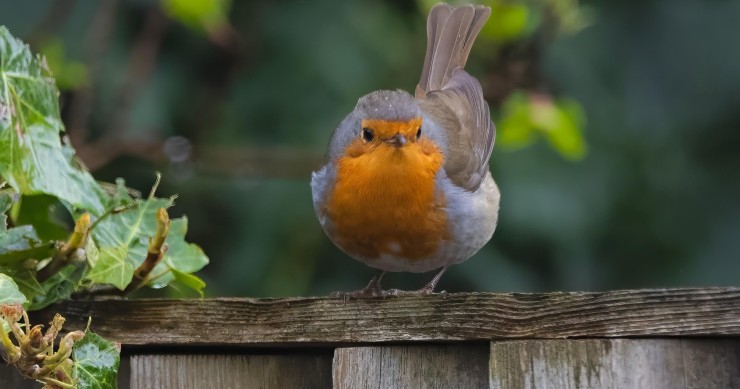 pettirosso porta fortuna