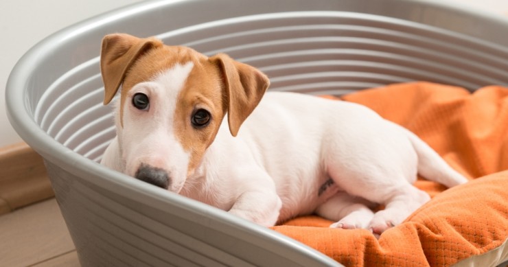 cane jack russell nella cuccia calda