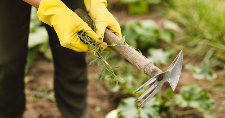 donna che elimina pianta seccata