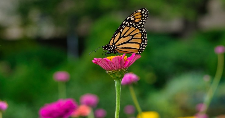 piante che attirano le farfalle