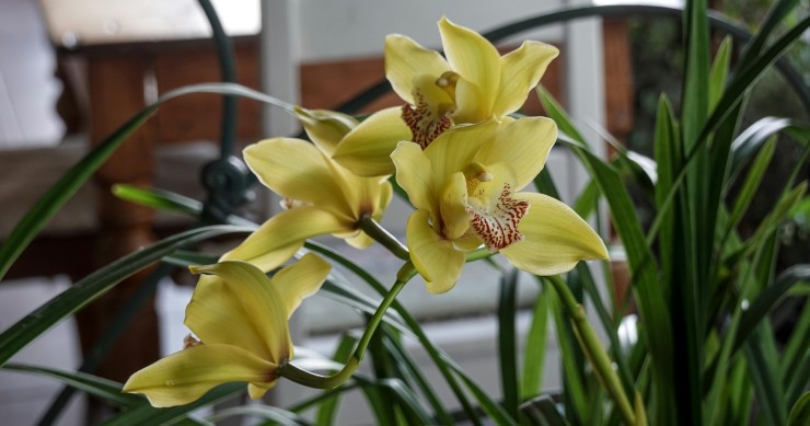 orchidea foglie molli