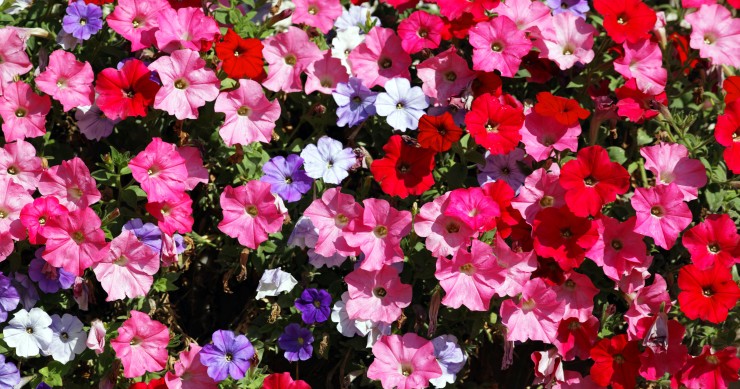 cosa piantare ad aprile