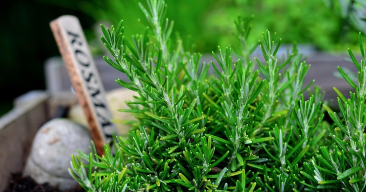 cosa non piantare vicino al rosmarino