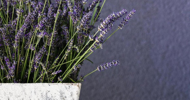 Una pianta di lavanda in un vaso bianco da interni
