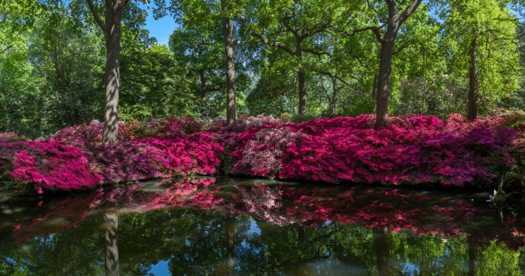 Richmond Park a Londra