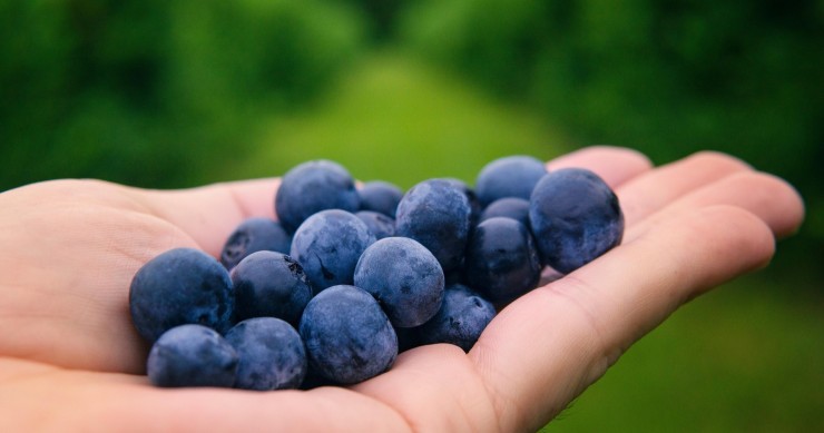 bacche velenosi simili al mirtillo