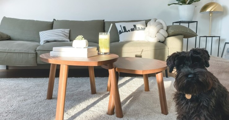 cane su moquette in salotto