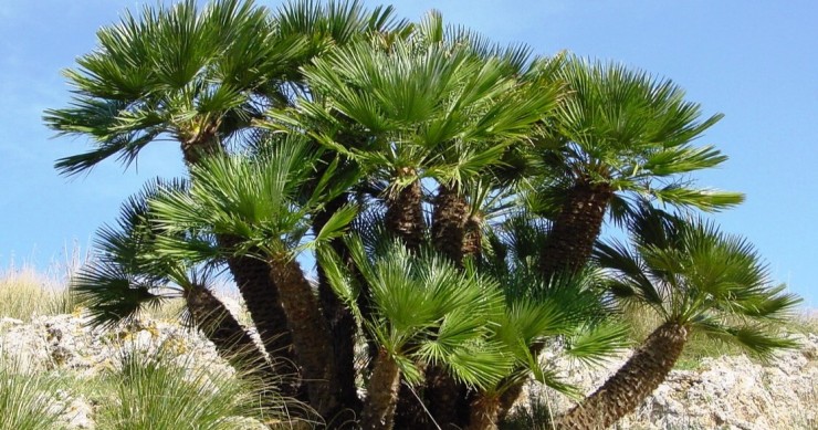 palme da giardino nane