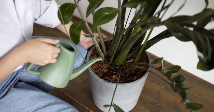 meglio innaffiare le piante la mattina o la sera
