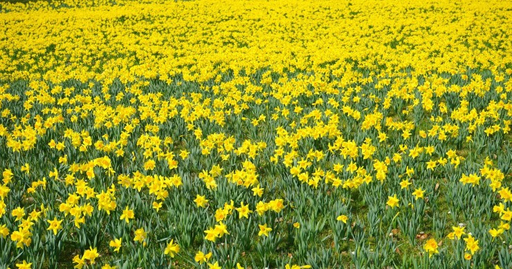 narcisi quando piantarli