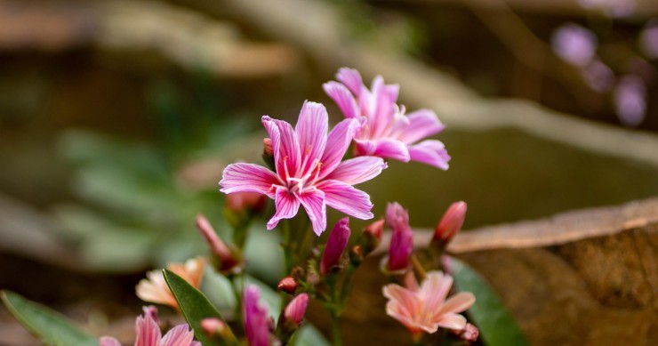 lewisia