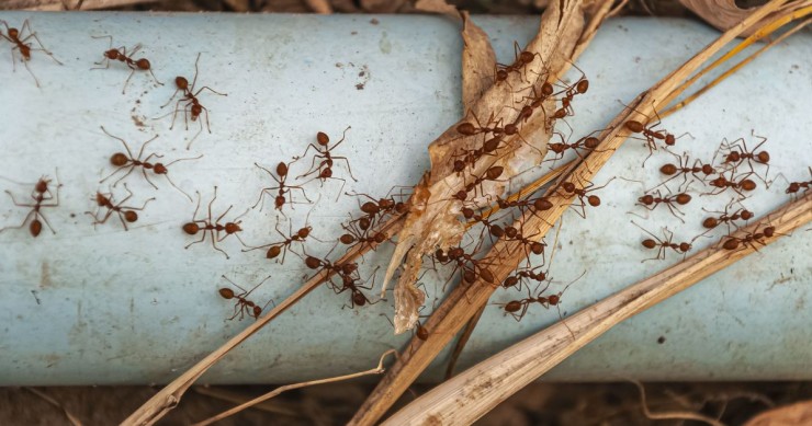 formiche per terra