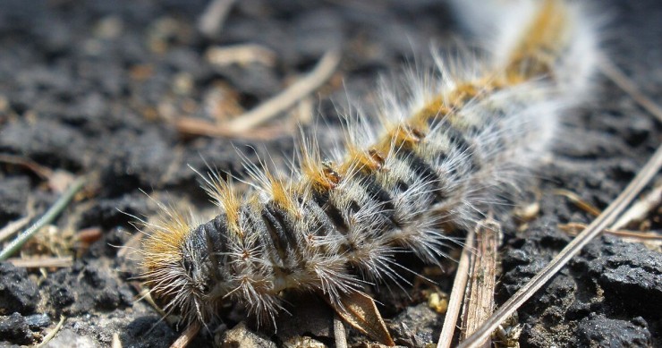 Larva di Thaumetopoea Pityocampa