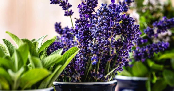 lavanda in vaso