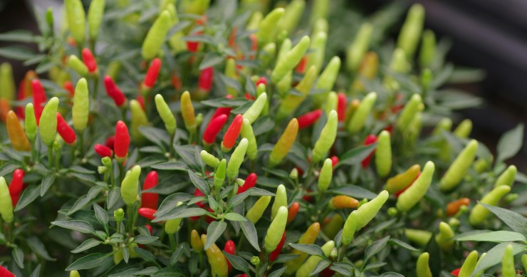 coltivare il peperoncino