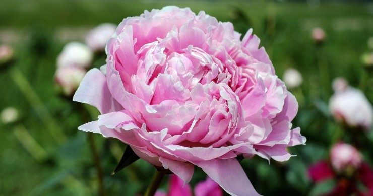 stagione delle peonie