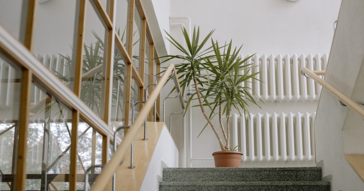 differenza tra yucca e tronchetto della felicità