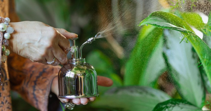 come usare l'aspirina per le piante